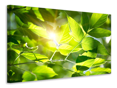 3-piece-canvas-print-go-green