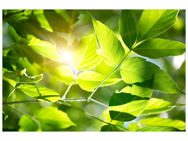 5-piece-canvas-print-go-green