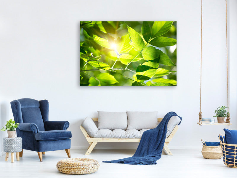 panoramic-canvas-print-go-green