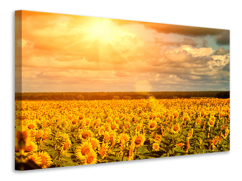 panoramic-3-piece-canvas-print-golden-light-sunflower