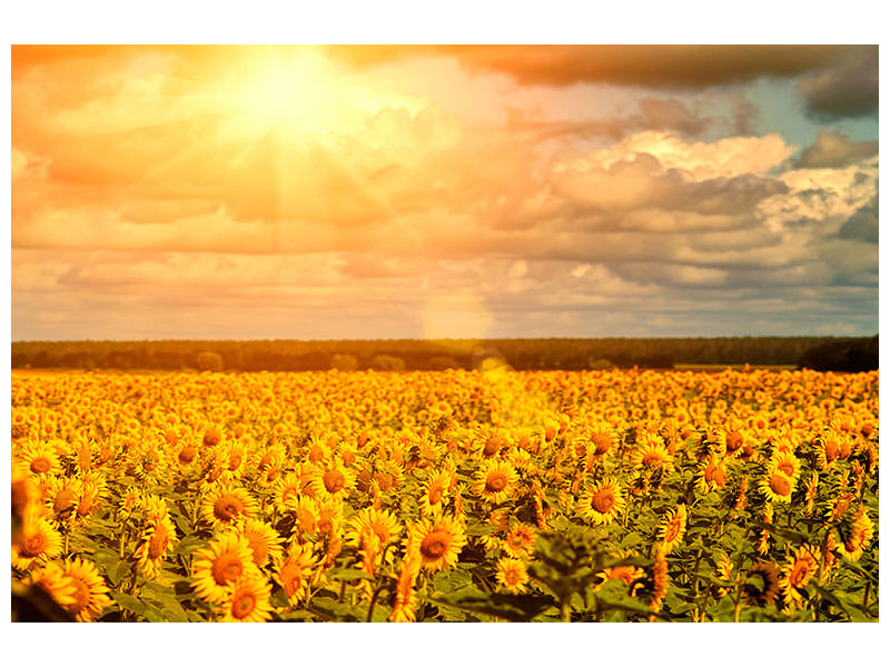 panoramic-3-piece-canvas-print-golden-light-sunflower