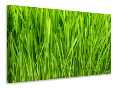 panoramic-3-piece-canvas-print-grass-in-morning-dew