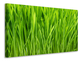 4-piece-canvas-print-grass-in-morning-dew