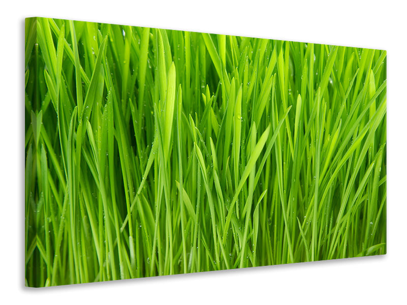 5-piece-canvas-print-grass-in-morning-dew