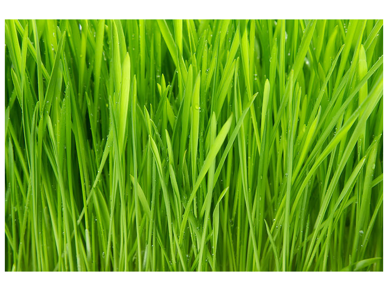 panoramic-canvas-print-grass-in-morning-dew