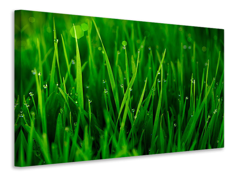 4-piece-canvas-print-grass-with-morning-dew