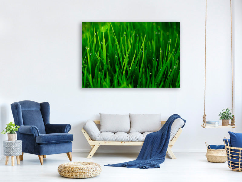 modern-4-piece-canvas-print-grass-with-morning-dew
