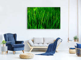 4-piece-canvas-print-grass-with-morning-dew