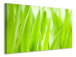 panoramic-3-piece-canvas-print-grass-xxl