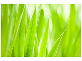 panoramic-canvas-print-grass-xxl