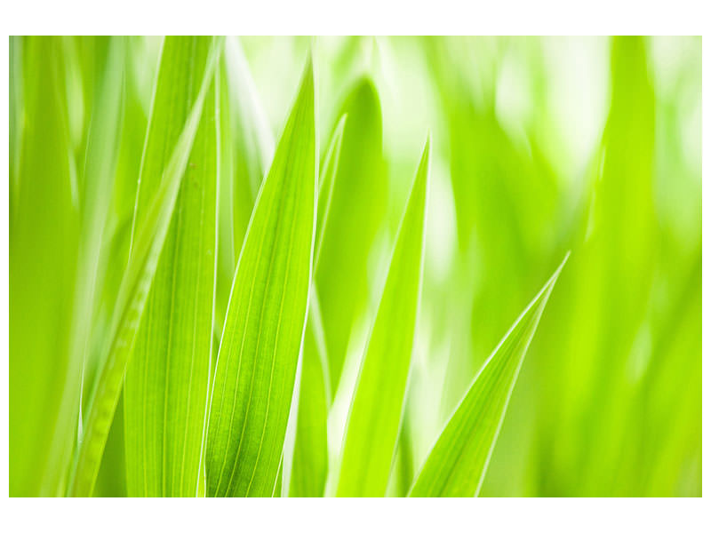 modern-4-piece-canvas-print-grass-xxl