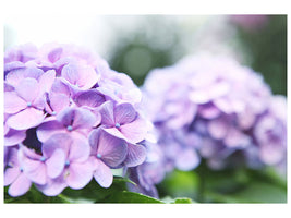 modern-4-piece-canvas-print-hydrangeas