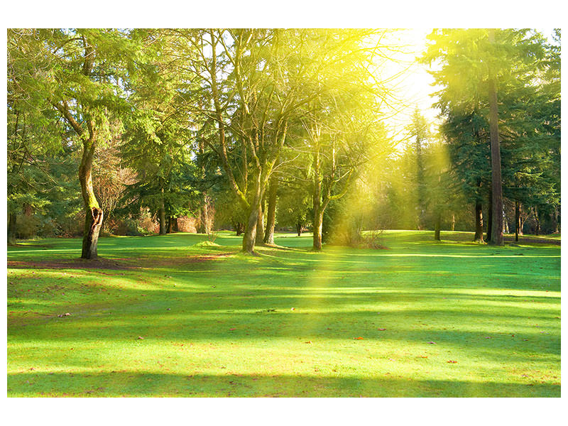 4-piece-canvas-print-in-the-park