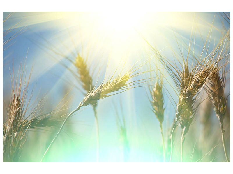 4-piece-canvas-print-king-of-cereals