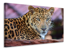 modern-4-piece-canvas-print-leopard