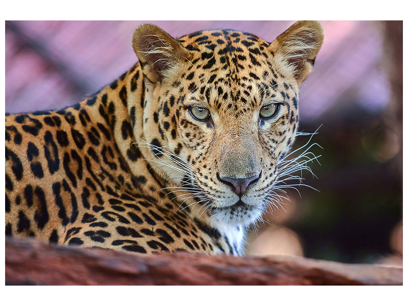 modern-4-piece-canvas-print-leopard