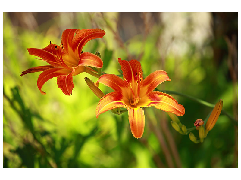 5-piece-canvas-print-lilies-in-nature