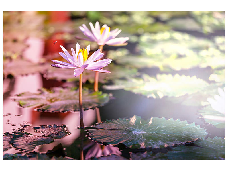 5-piece-canvas-print-lilies-in-pond