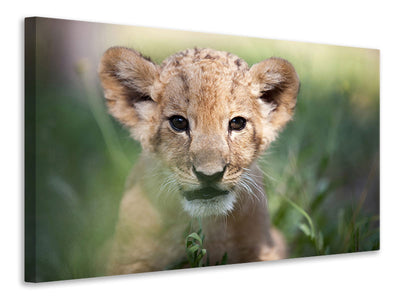modern-4-piece-canvas-print-lion-baby