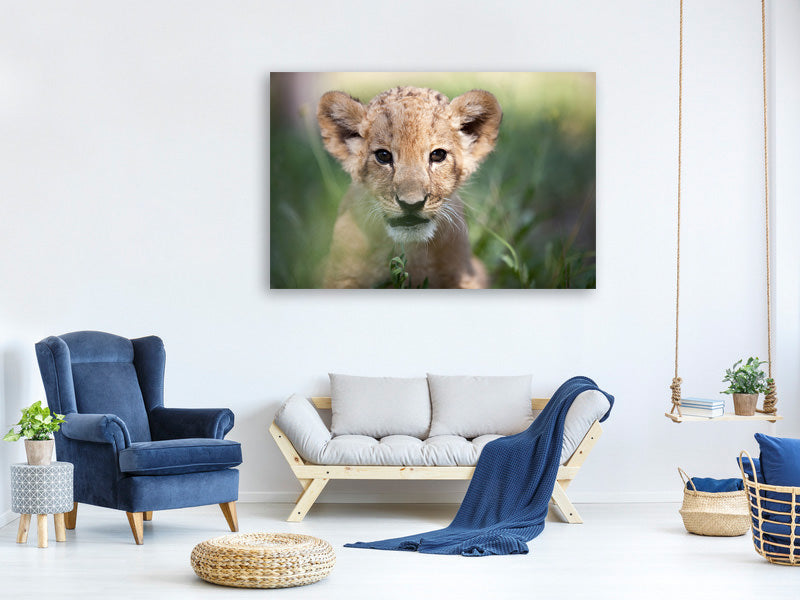 modern-4-piece-canvas-print-lion-baby