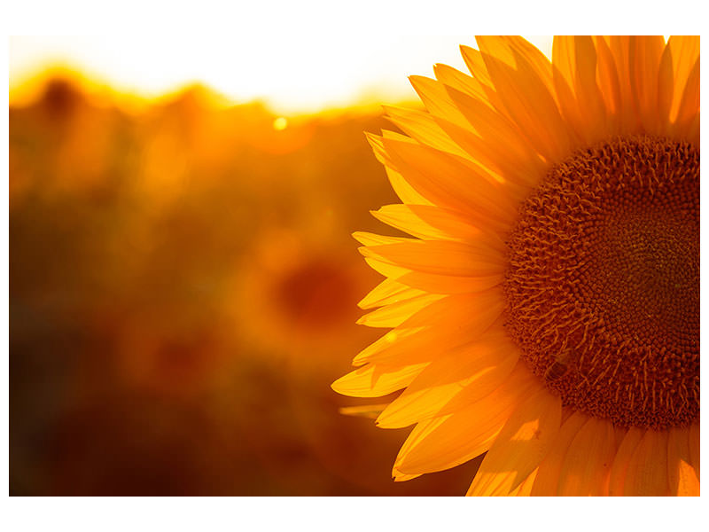 panoramic-3-piece-canvas-print-macro-sunflower