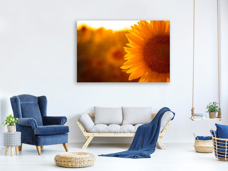 panoramic-3-piece-canvas-print-macro-sunflower