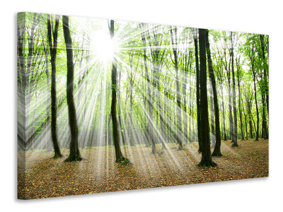 modern-4-piece-canvas-print-magic-light-in-the-trees