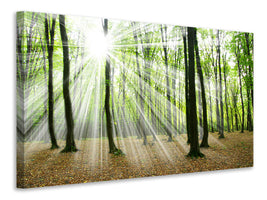 5-piece-canvas-print-magic-light-in-the-trees