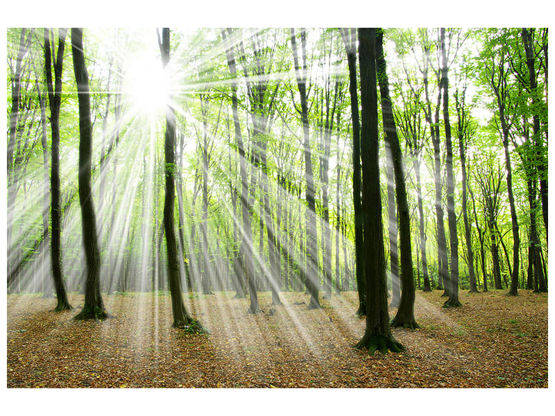 5-piece-canvas-print-magic-light-in-the-trees
