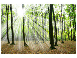 4-piece-canvas-print-magic-light-in-the-trees