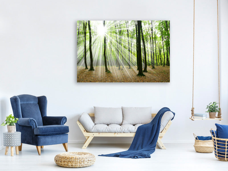 panoramic-canvas-print-magic-light-in-the-trees