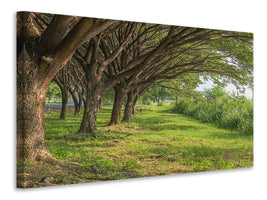 5-piece-canvas-print-mature-trees