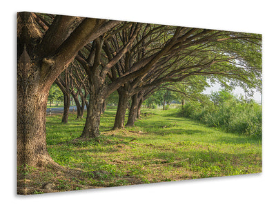 panoramic-canvas-print-mature-trees