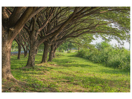 panoramic-canvas-print-mature-trees