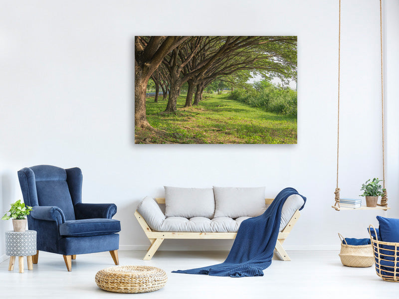 4-piece-canvas-print-mature-trees
