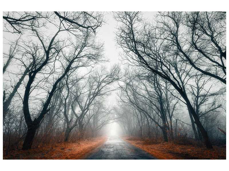 modern-3-piece-canvas-print-mysterious-mood-in-the-forest
