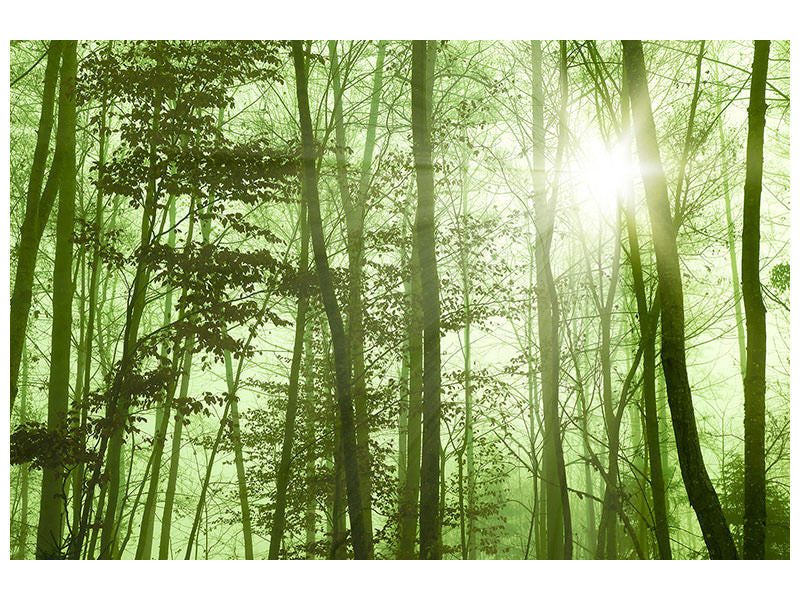 4-piece-canvas-print-nibelungen-forest