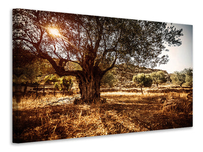 3-piece-canvas-print-olive-grove