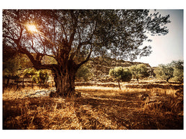 4-piece-canvas-print-olive-grove