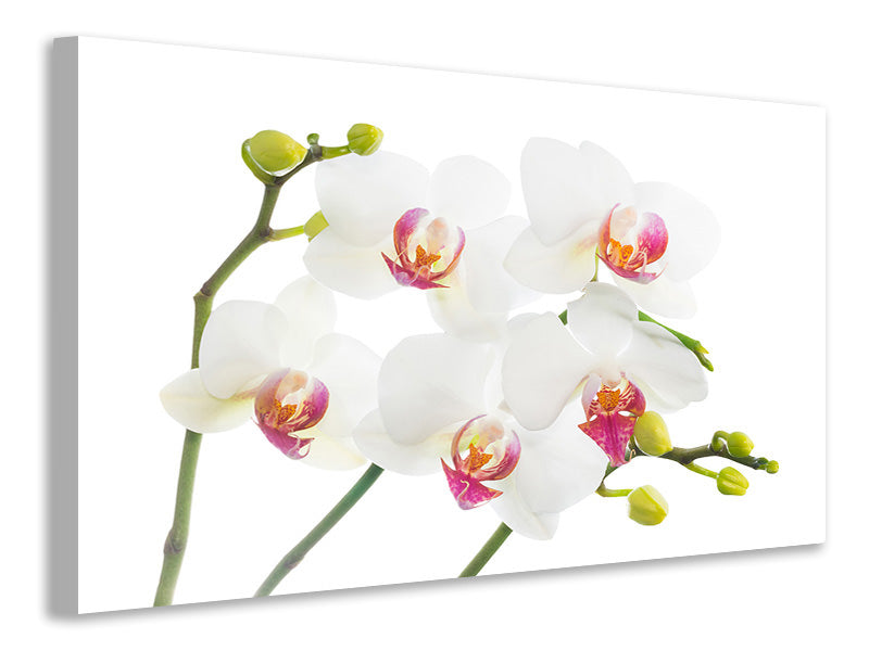 5-piece-canvas-print-orchids-love