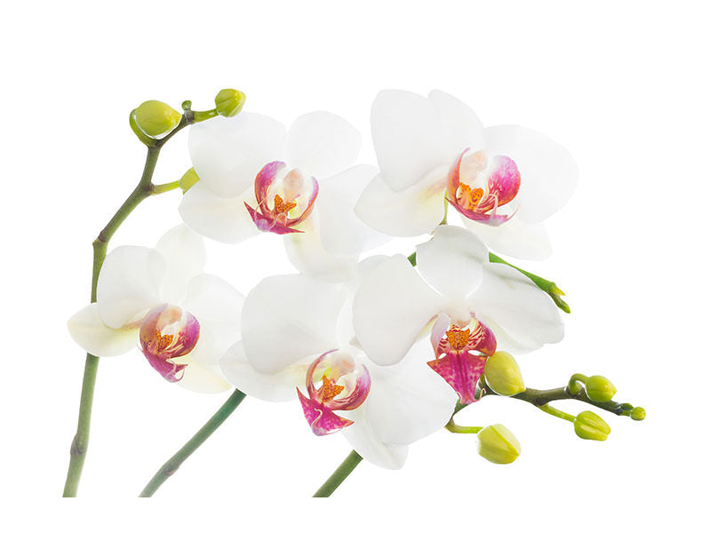 5-piece-canvas-print-orchids-love