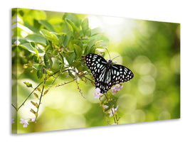 4-piece-canvas-print-papilio-butterfly-xxl