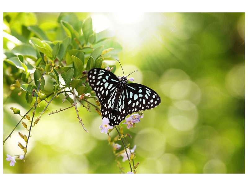 panoramic-canvas-print-papilio-butterfly-xxl