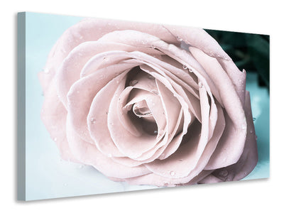 4-piece-canvas-print-pastel-rose