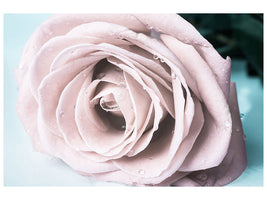 4-piece-canvas-print-pastel-rose