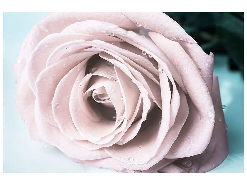 modern-4-piece-canvas-print-pastel-rose