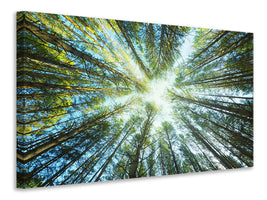 modern-4-piece-canvas-print-pine-forest