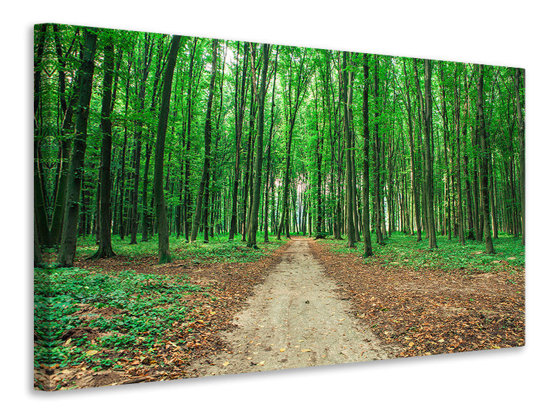 modern-4-piece-canvas-print-pine-forests