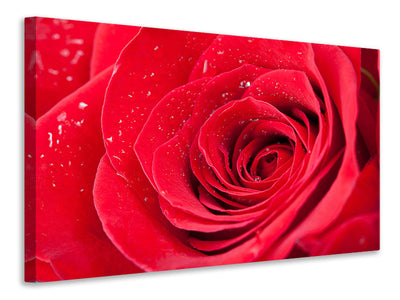 3-piece-canvas-print-red-rose-in-morning-dew