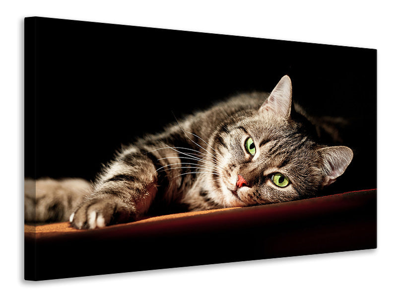modern-4-piece-canvas-print-relaxed-cat